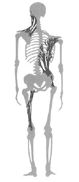 fascial restrictions depicted on a skeleton